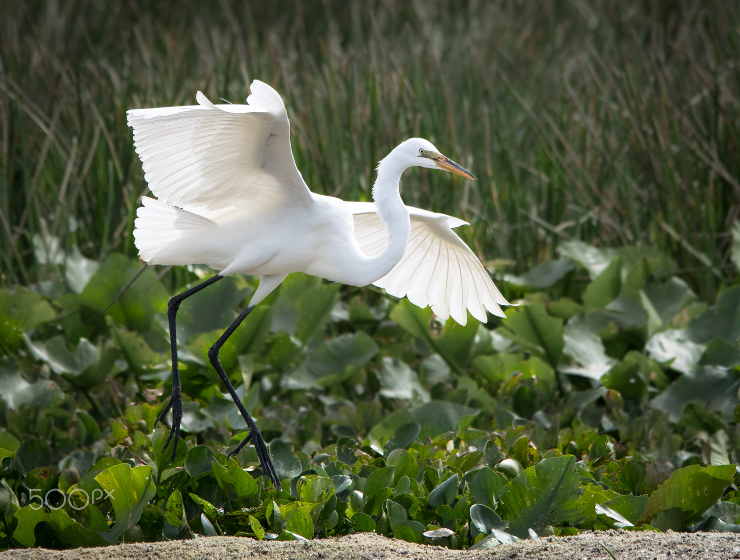 Nikon D500 + Sigma 150-500mm F5-6.3 DG OS HSM sample photo. Egret landing photography