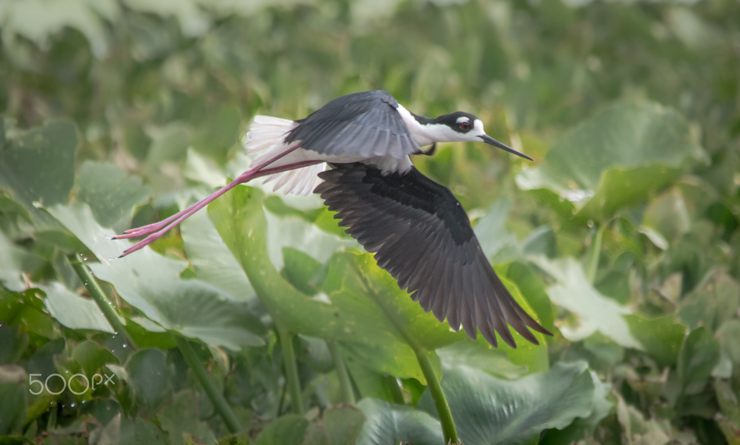 Nikon D500 + Sigma 150-500mm F5-6.3 DG OS HSM sample photo. Fast flight photography