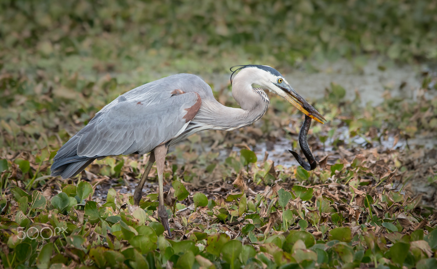 Sigma 150-500mm F5-6.3 DG OS HSM sample photo. Easy meal photography