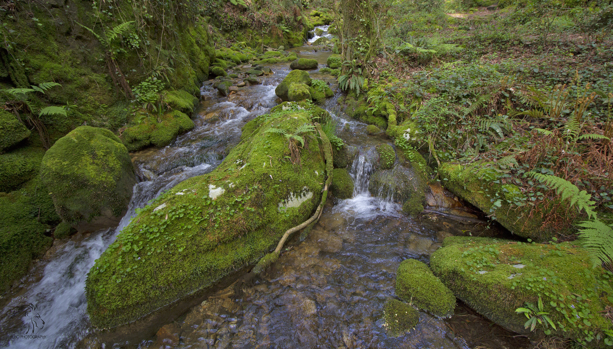 Canon EOS 60D sample photo. Paseo por el monte de a fraga, en moaña, siguiendo el río, precioso lugar.. photography