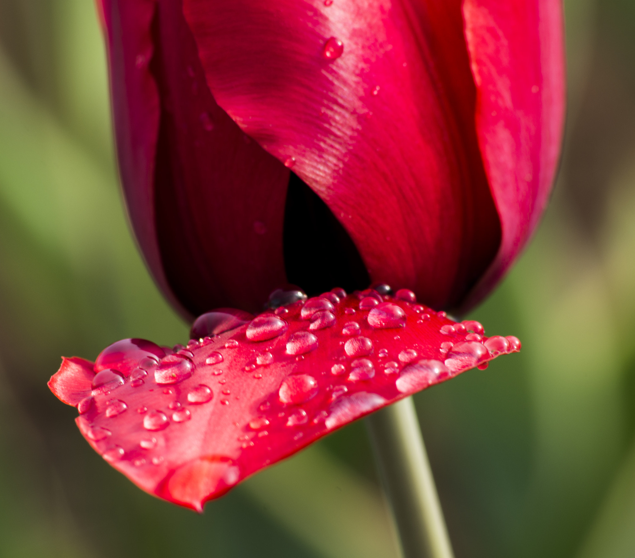 Sigma 70-300mm F4-5.6 APO DG Macro sample photo