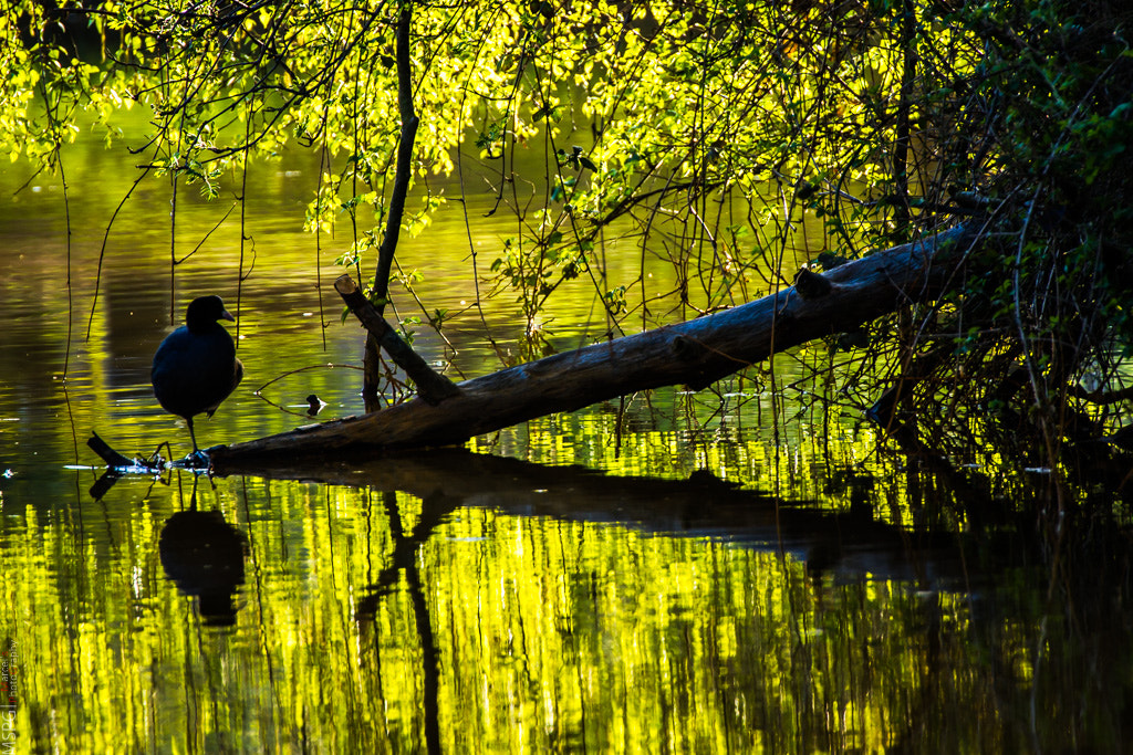 Canon EOS 7D + Tamron SP 35mm F1.8 Di VC USD sample photo. Reflection photography