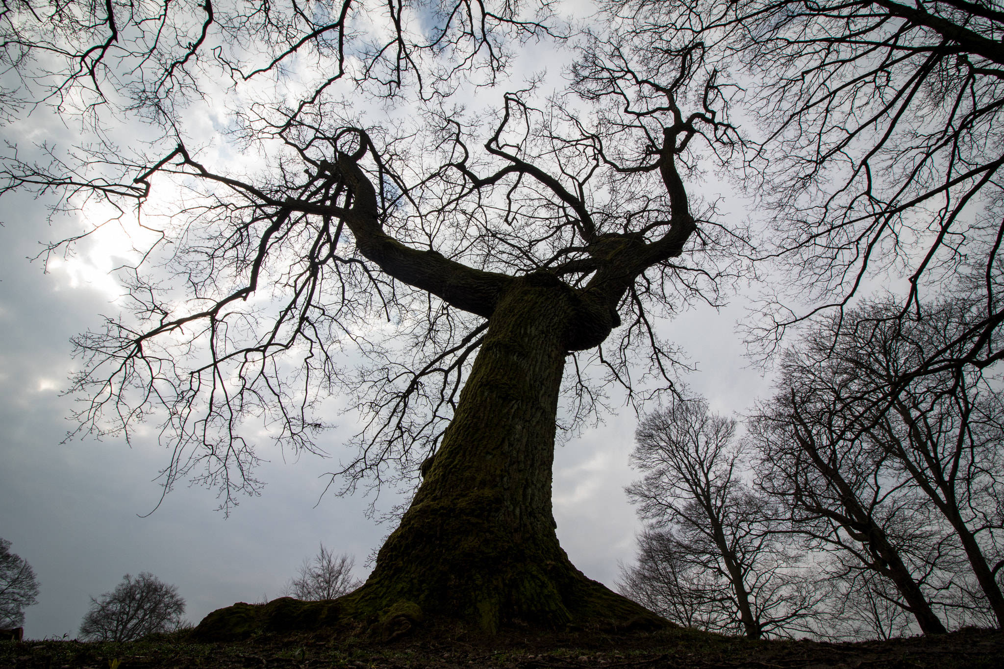 Canon EOS 80D sample photo. Dramatic tree creates fairy tale atmosphere! photography