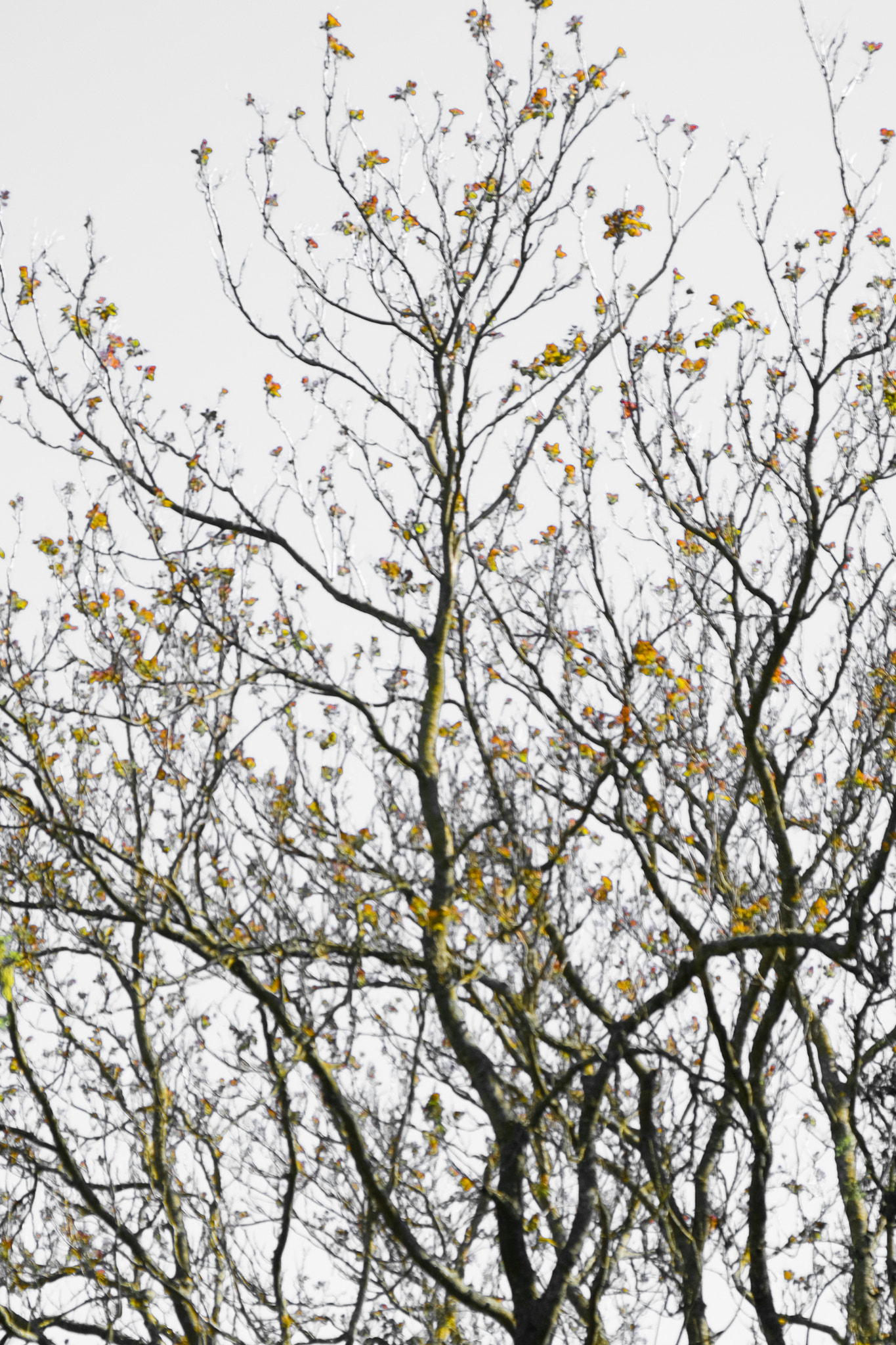 Fujifilm X-E2 + Fujifilm XF 18-55mm F2.8-4 R LM OIS sample photo. Japanois photography