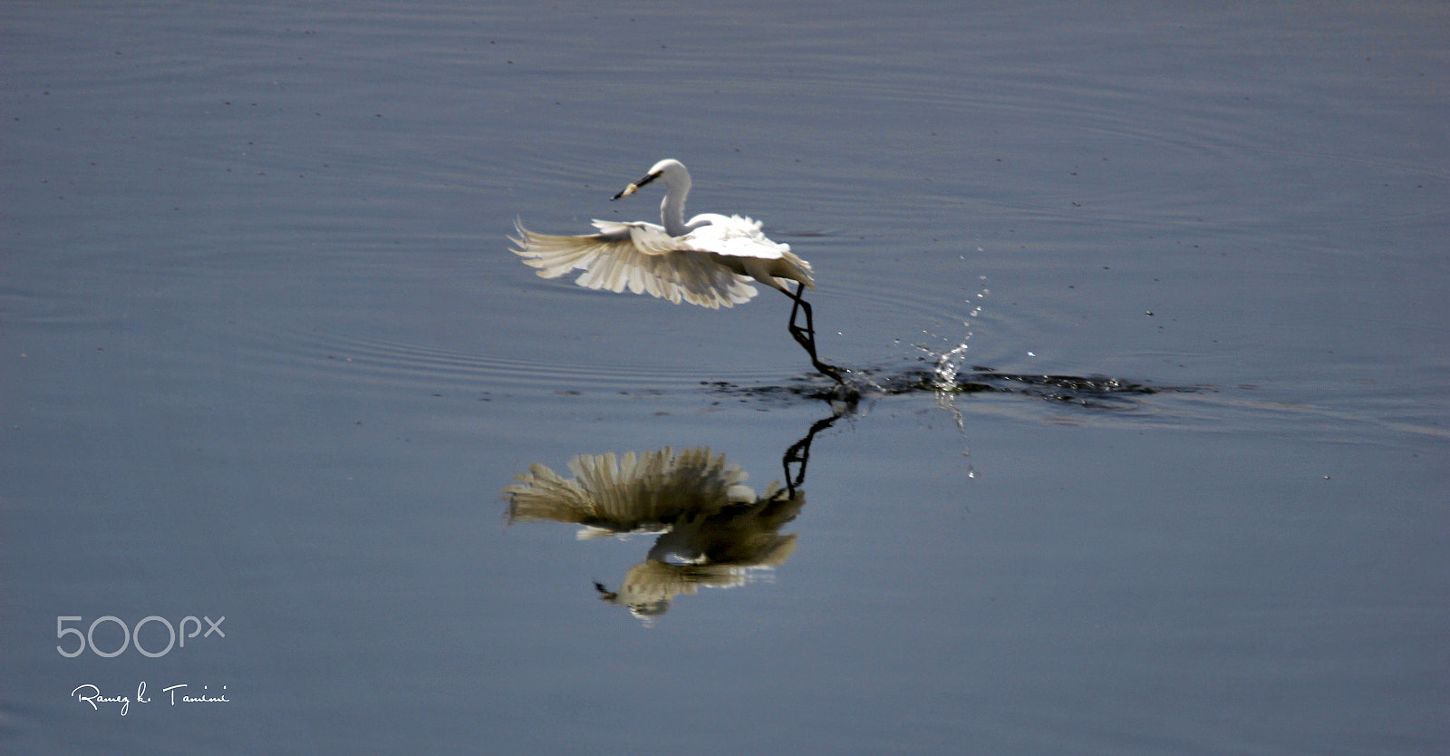 150-600mm F5-6.3 DG OS HSM | Contemporary 015 sample photo. Little egret photography