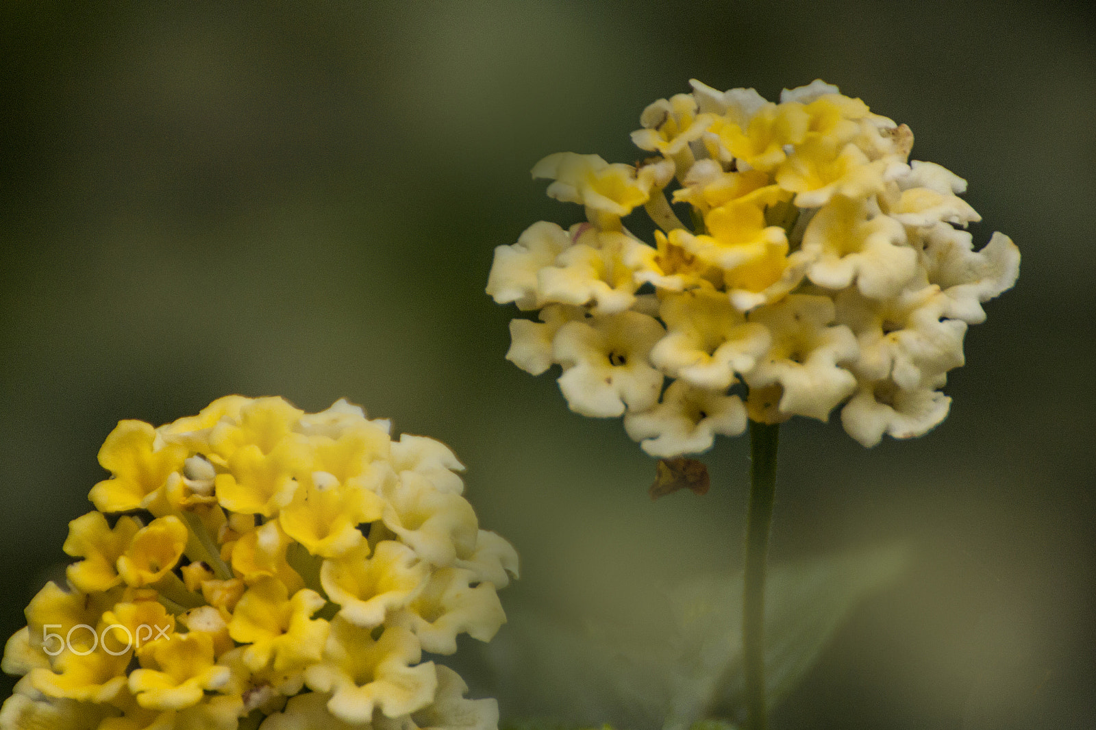 Canon EOS 500D (EOS Rebel T1i / EOS Kiss X3) sample photo. Nostalgia photography