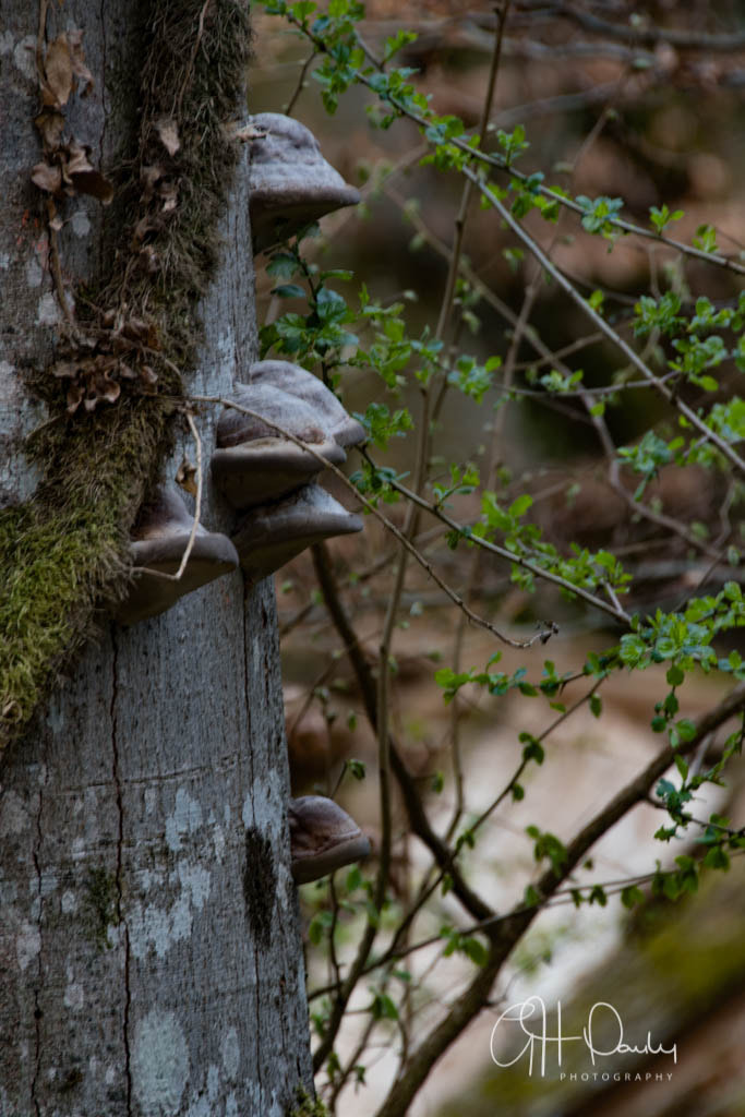 Nikon D500 sample photo. Spring initialized photography