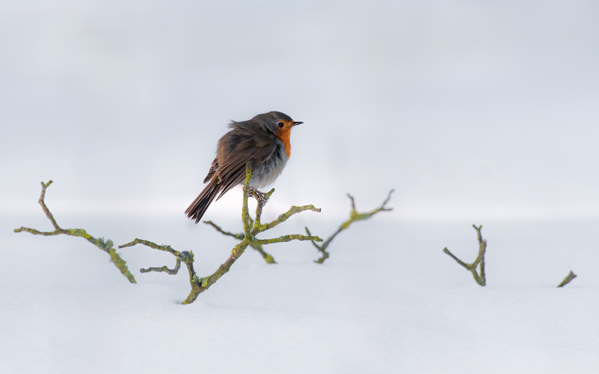 Nikon AF-S Nikkor 200-500mm F5.6E ED VR sample photo. Last of winter's days photography