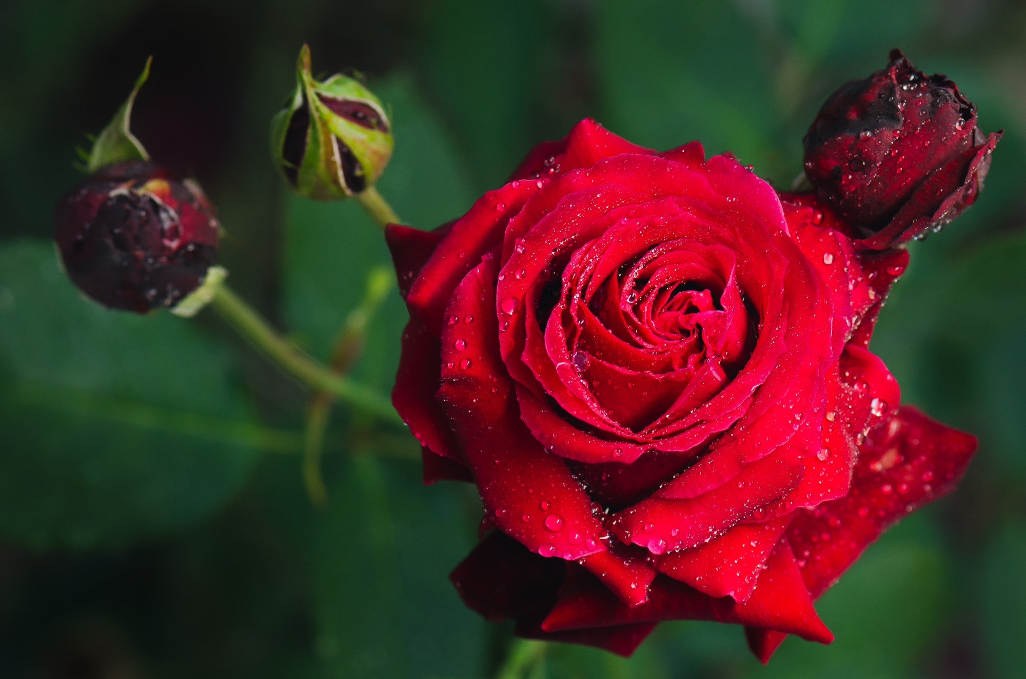 Nikon AF-S Micro-Nikkor 105mm F2.8G IF-ED VR sample photo. Mother rose photography