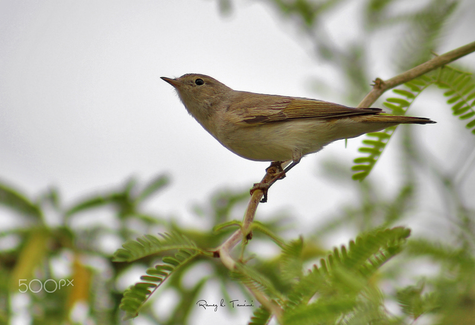 Canon EOS 600D (Rebel EOS T3i / EOS Kiss X5) + EF75-300mm f/4-5.6 sample photo. Chafchaf photography