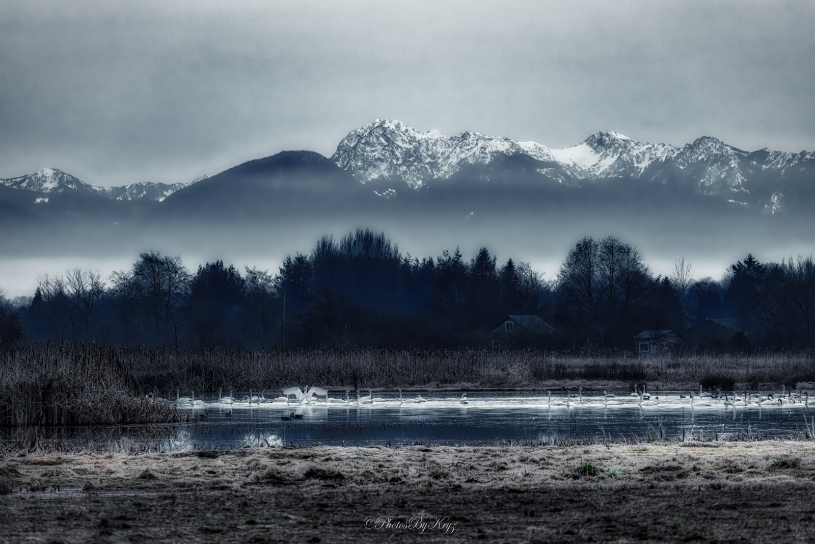 Canon EOS 5DS sample photo. Swans in sequim, washington photography
