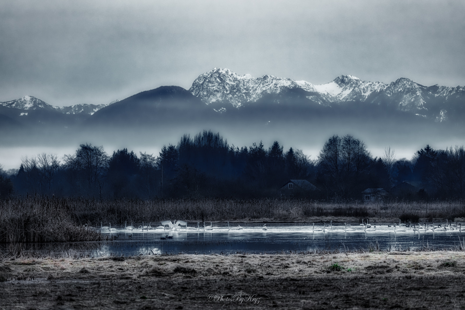 150-600mm F5-6.3 DG OS HSM | Contemporary 015 sample photo. Swans in sequim, washington photography