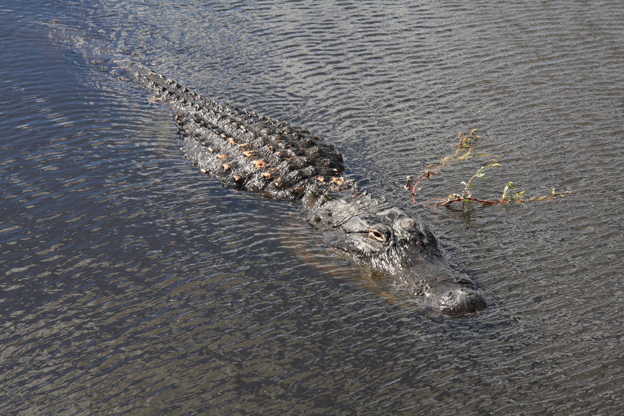 Canon EOS 40D + Canon EF-S 17-85mm F4-5.6 IS USM sample photo. Florida alligator photography