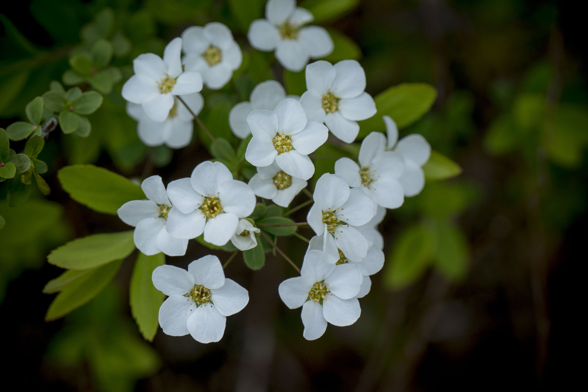 Panasonic Lumix DMC-GM5 + Panasonic Leica DG Macro-Elmarit 45mm F2.8 ASPH OIS sample photo. White flowers photography