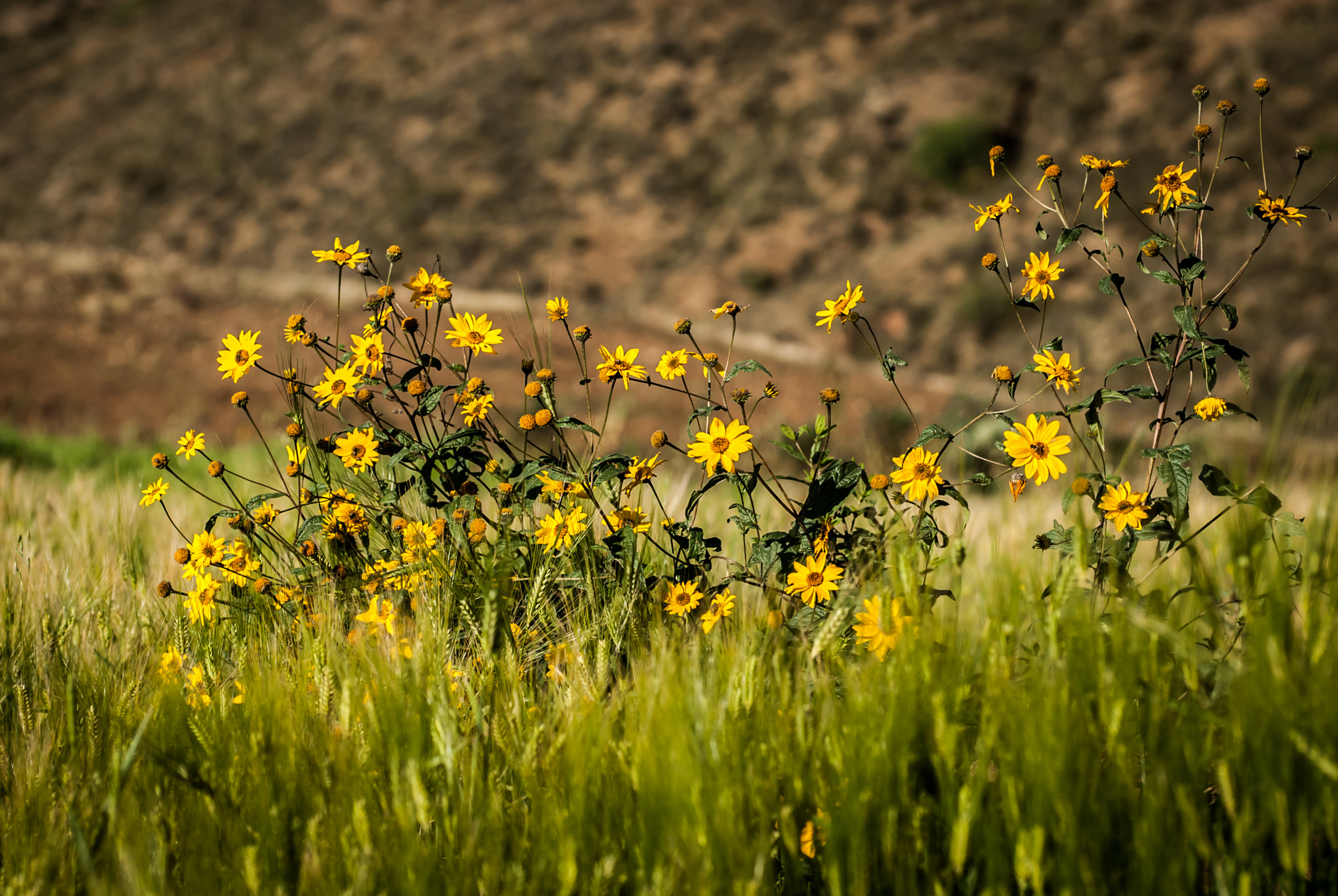 Nikon D200 sample photo. 25651733924.jpg photography