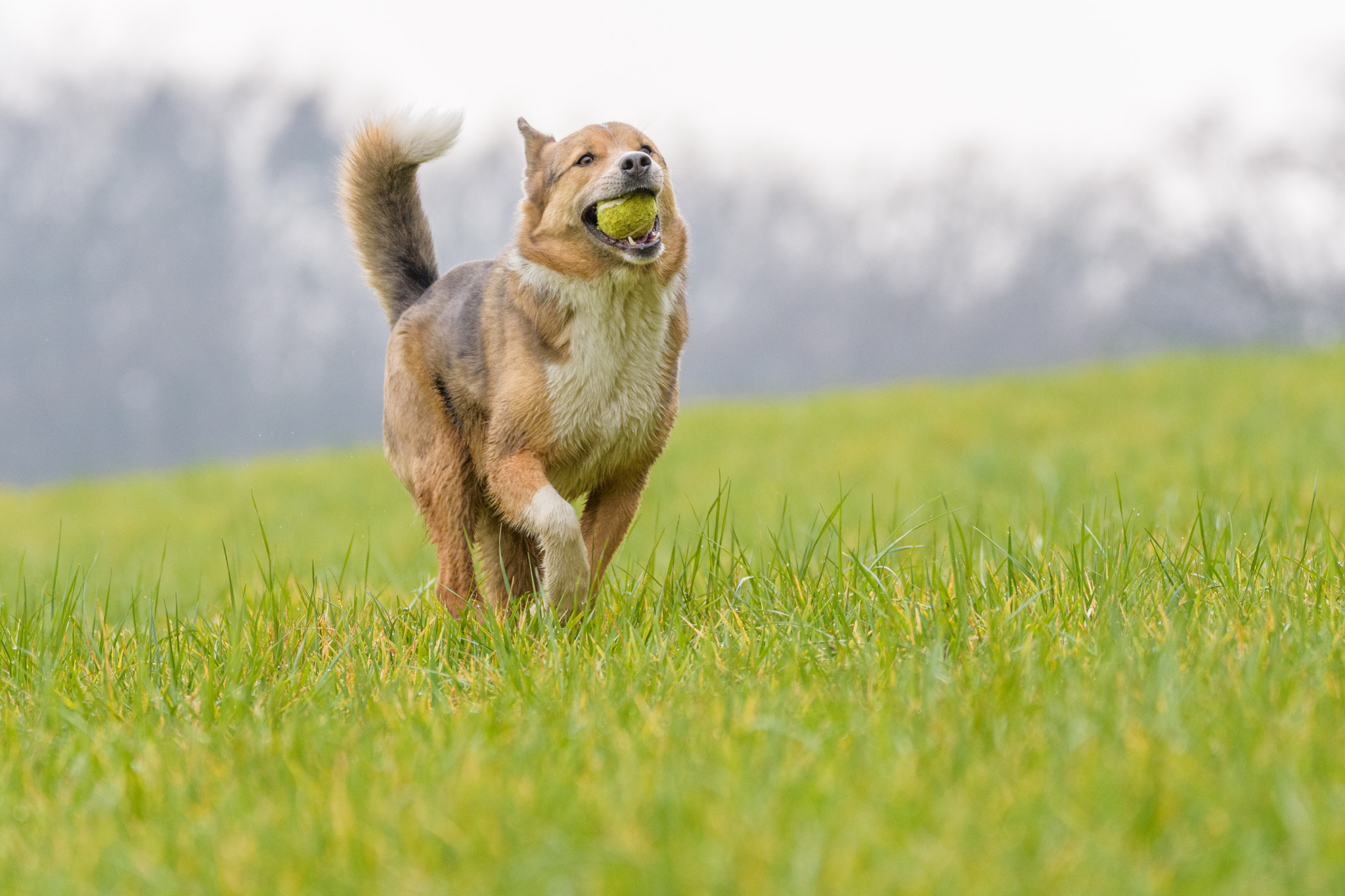 Nikon D7200 + Sigma 150-600mm F5-6.3 DG OS HSM | C sample photo. Dog carries a ball photography