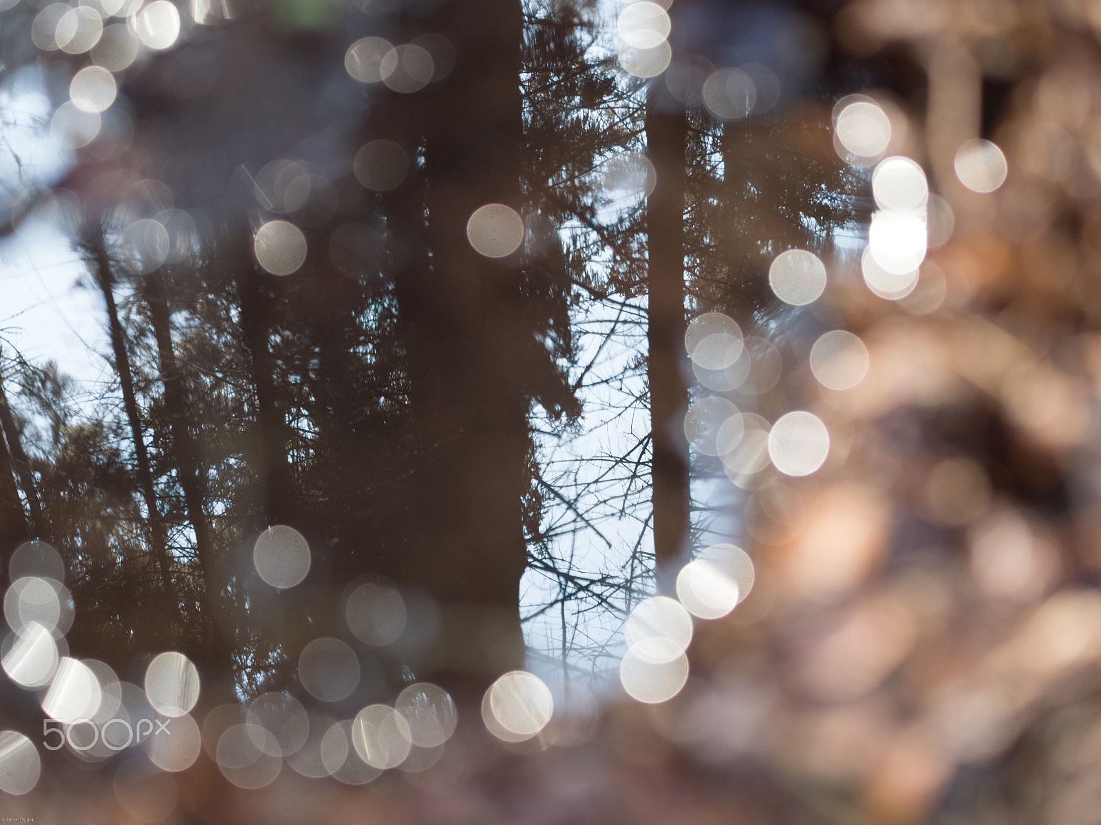 Olympus OM-D E-M5 II sample photo. Reflections in the wood photography