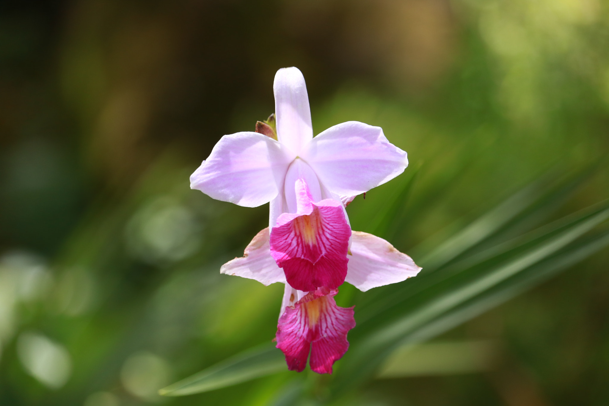 Canon EF-S 55-250mm F4-5.6 IS STM sample photo. Img photography