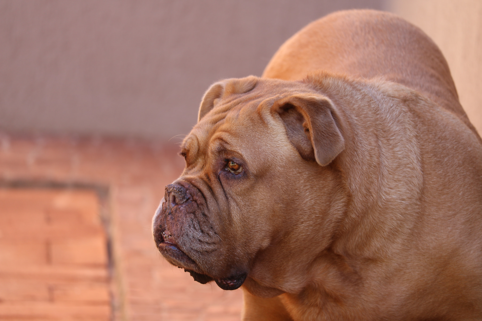 Canon EF-S 55-250mm F4-5.6 IS STM sample photo. Dogue de bordeaux photography