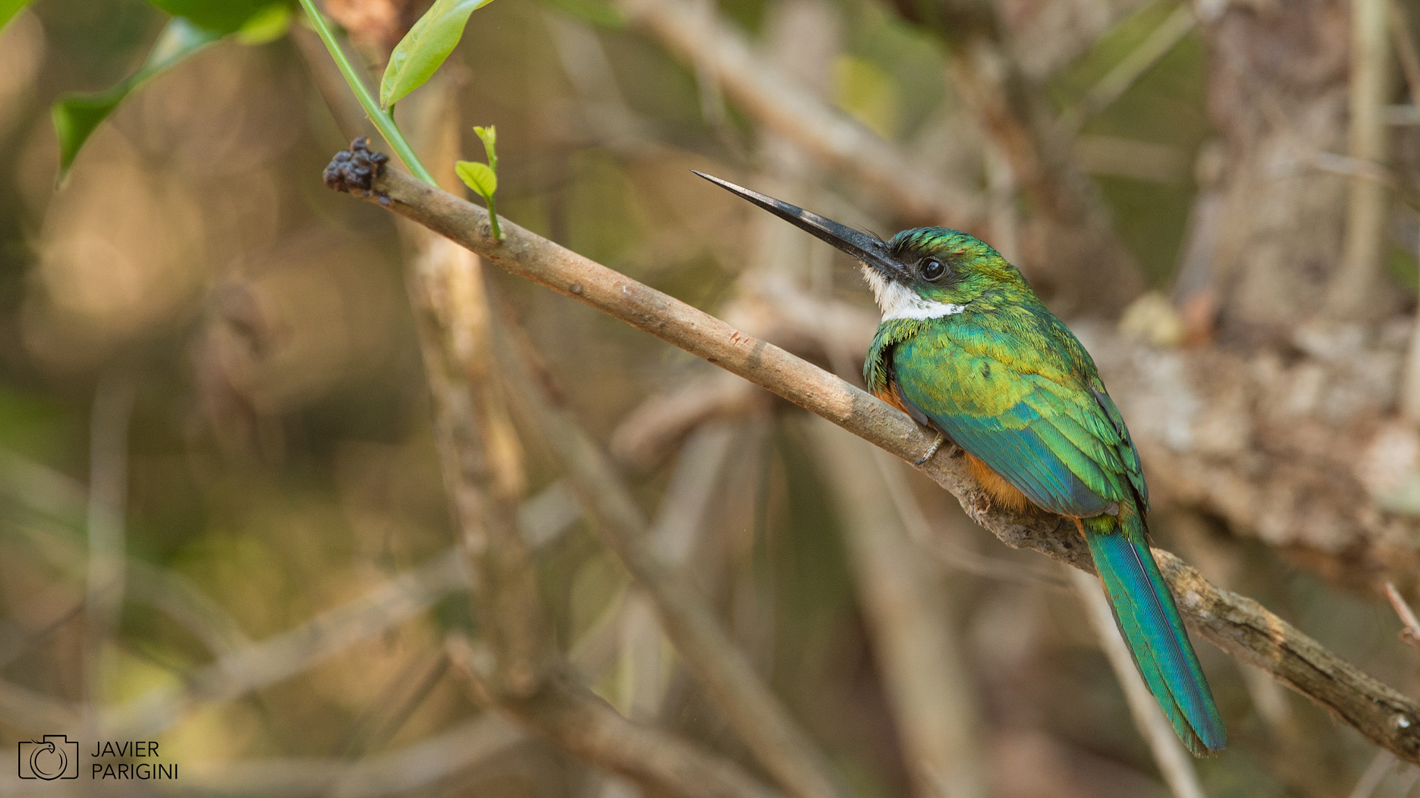 Nikon D4 sample photo. Ariramba de cauda ruiva o jacamar rabirrufo photography