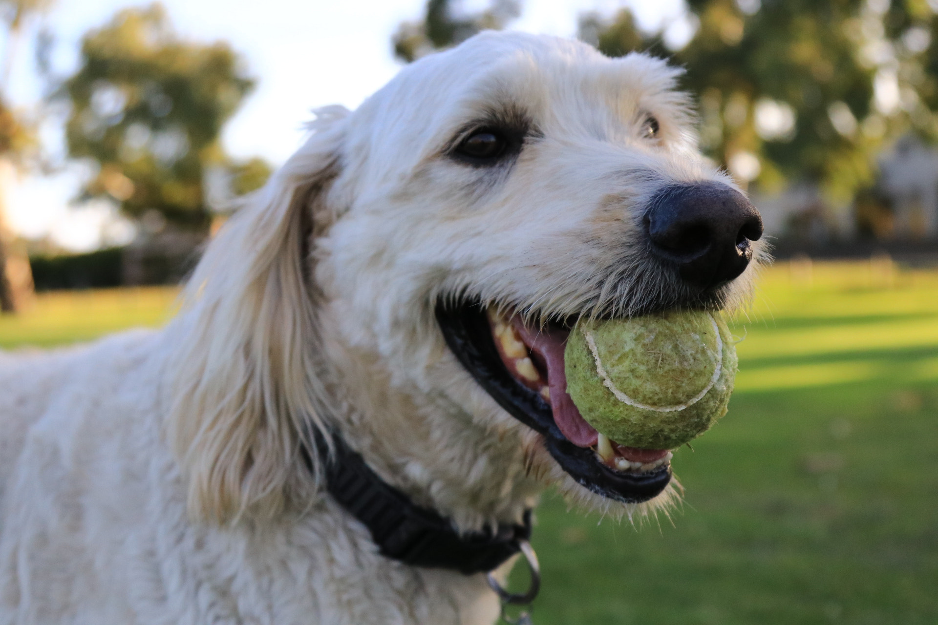 Canon EOS 80D + Canon EF 24-105mm F4L IS USM sample photo. Love my ball! photography