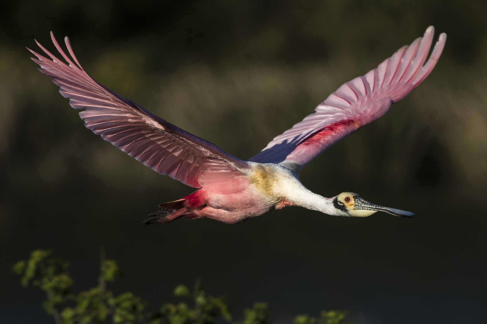 150-600mm F5-6.3 DG OS HSM | Contemporary 015 sample photo. You're so fancy photography