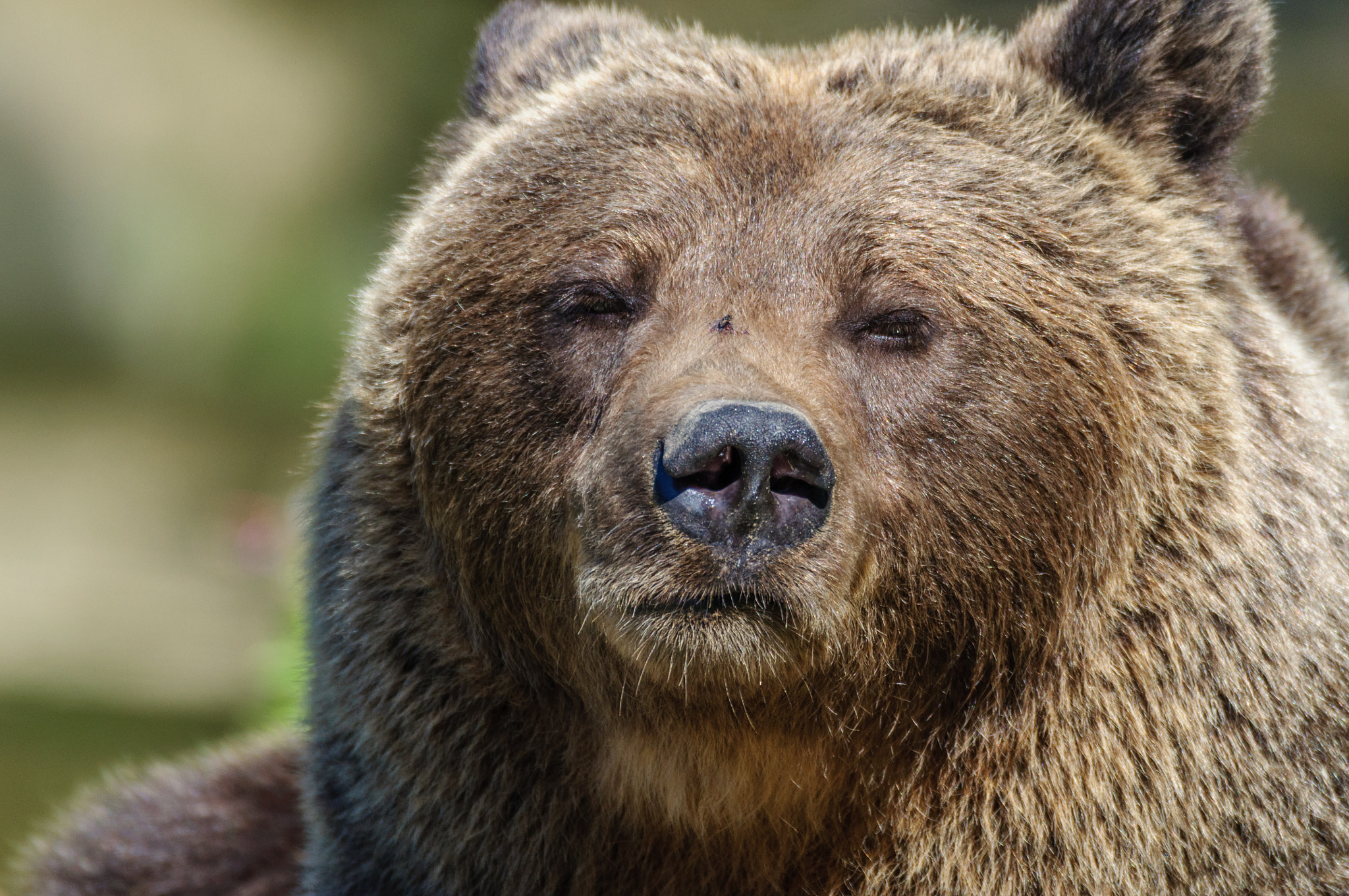 Nikon D5000 + Sigma 150-600mm F5-6.3 DG OS HSM | C sample photo. Bear in the portrait photography