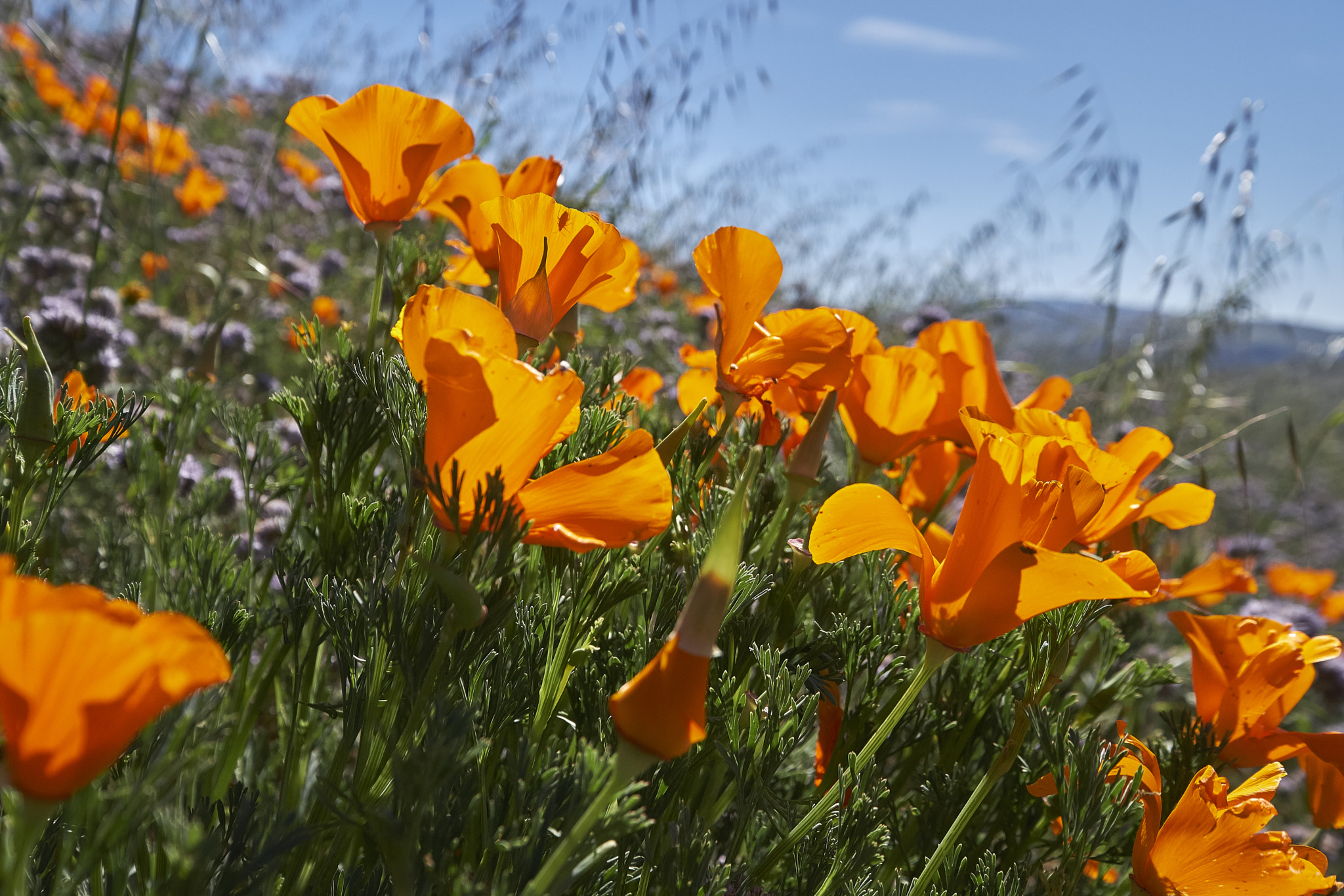 Fujifilm XF 10-24mm F4 R OIS sample photo. X tdscf photography