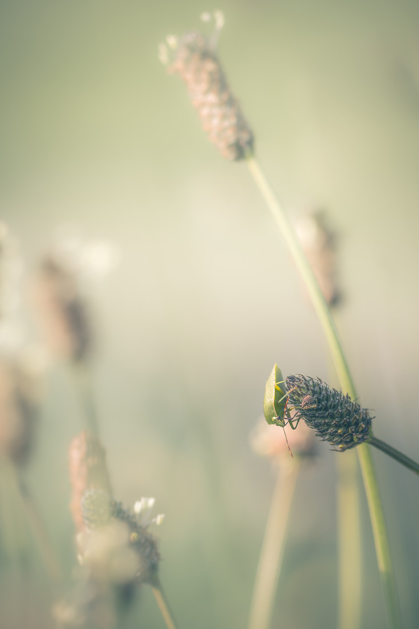 Canon EF 100mm F2.8L Macro IS USM sample photo. Petite rencontre au sommet photography