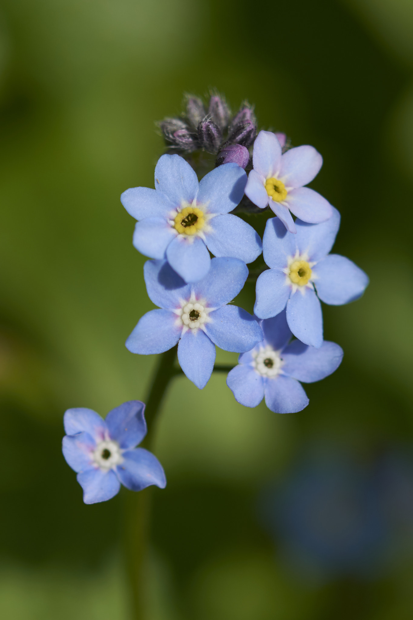 Sigma 105mm F2.8 EX DG OS HSM sample photo. Forget-me-not photography