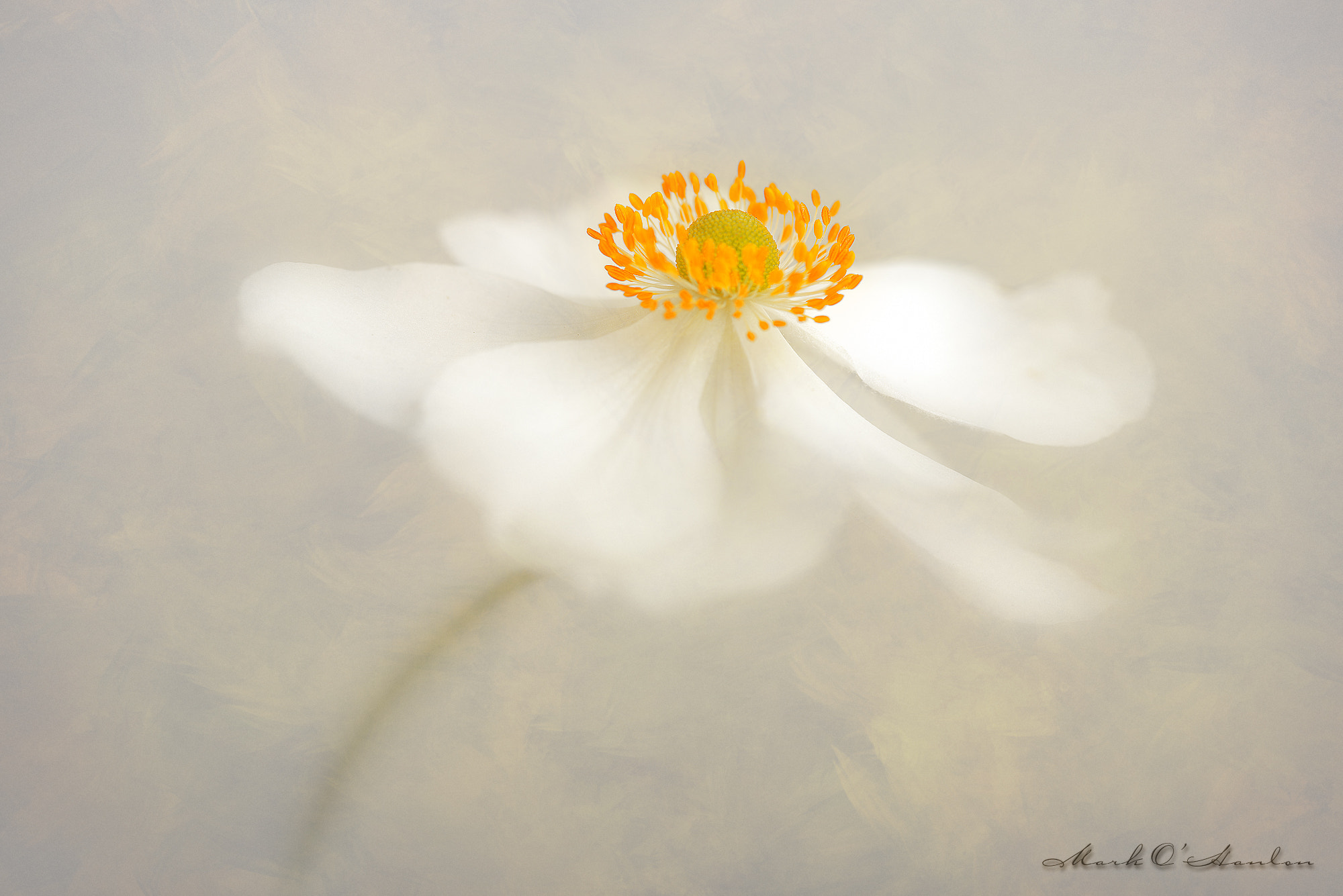 Nikon AF-S Micro-Nikkor 105mm F2.8G IF-ED VR sample photo. Fade away photography