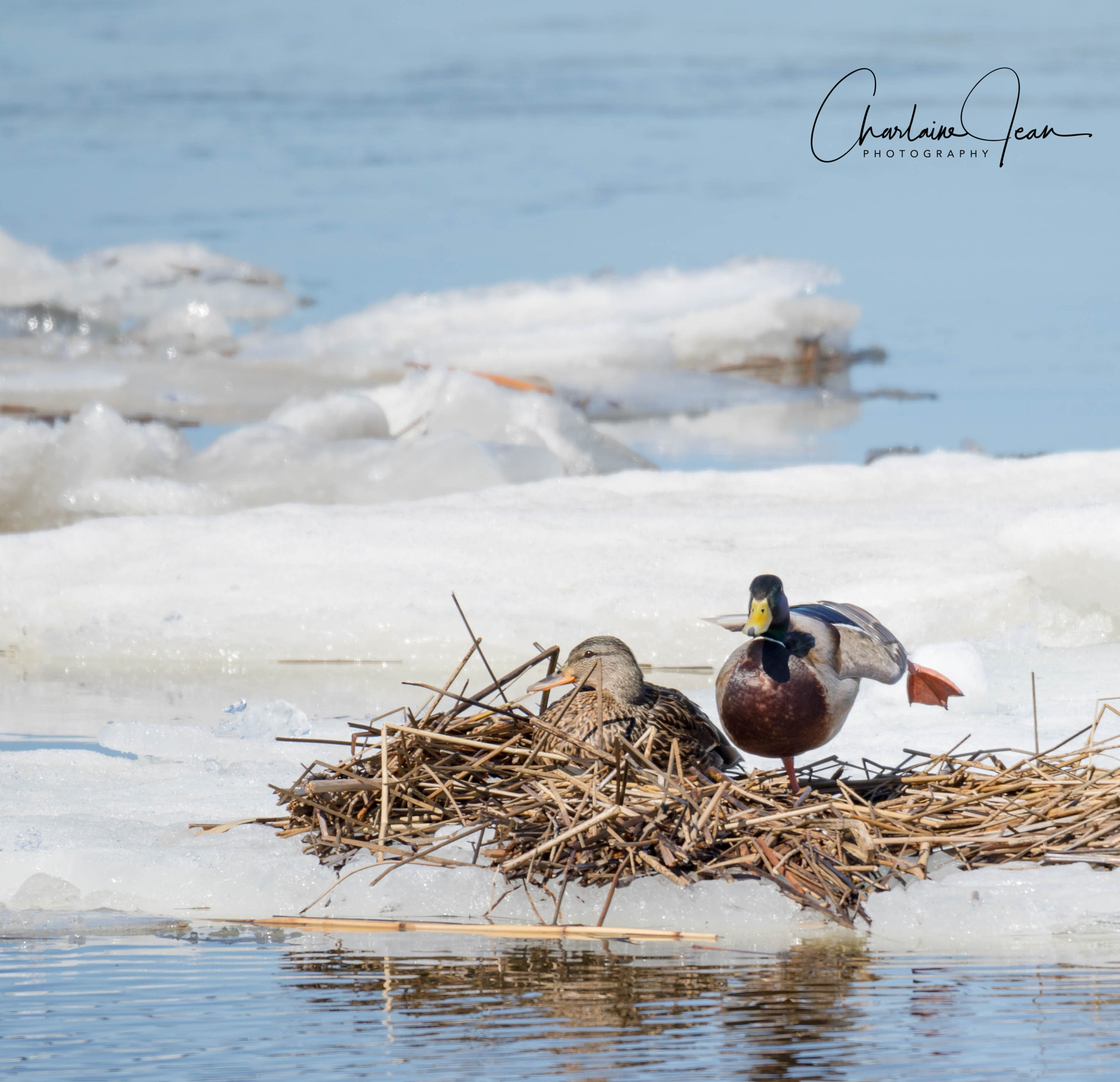 Canon EOS 7D Mark II + 150-600mm F5-6.3 DG OS HSM | Sports 014 sample photo. Floating on the st-lawrence river photography