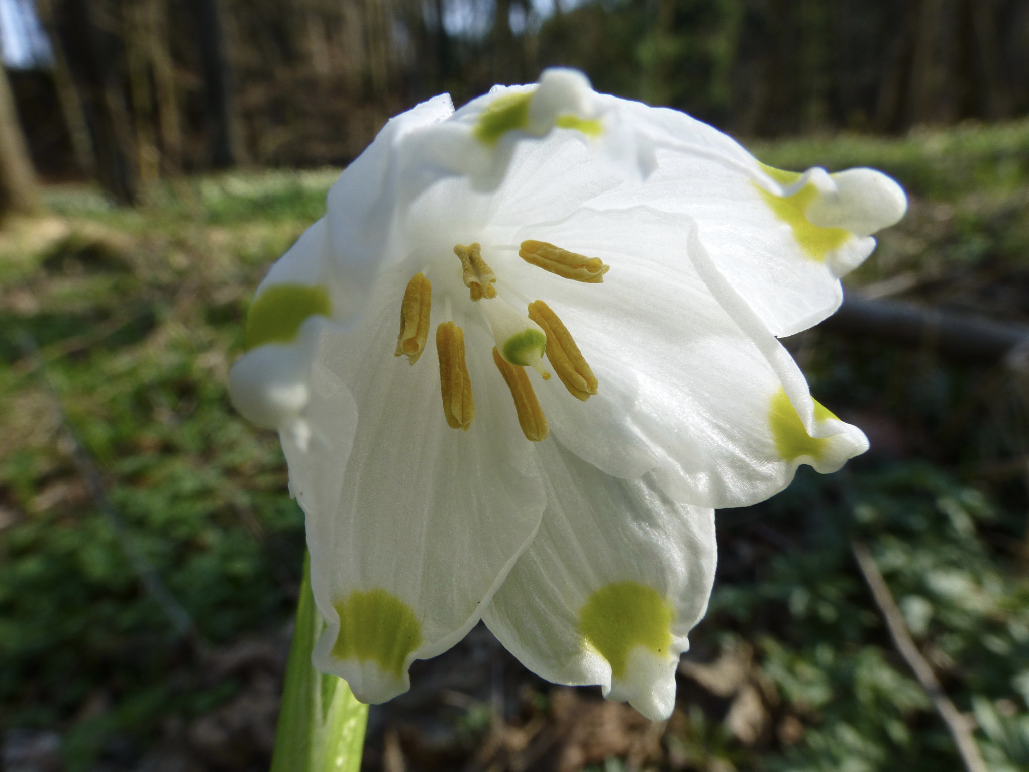 Panasonic Lumix DMC-ZS20 (Lumix DMC-TZ30) sample photo. Leucojum vernim. photography