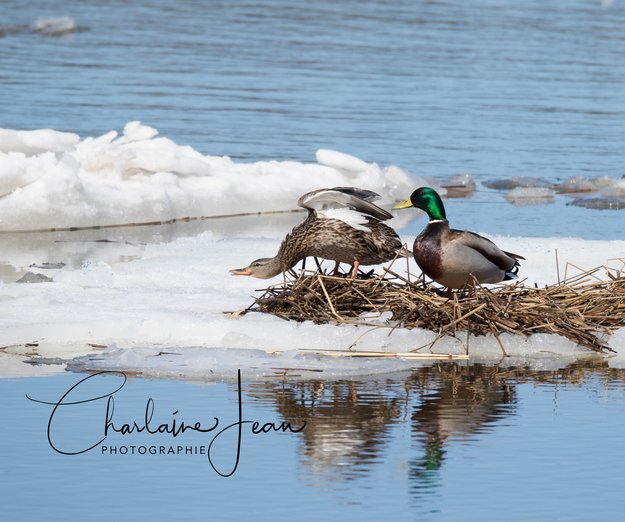 150-600mm F5-6.3 DG OS HSM | Sports 014 sample photo. Floating on st-lawrence river - part two ! photography