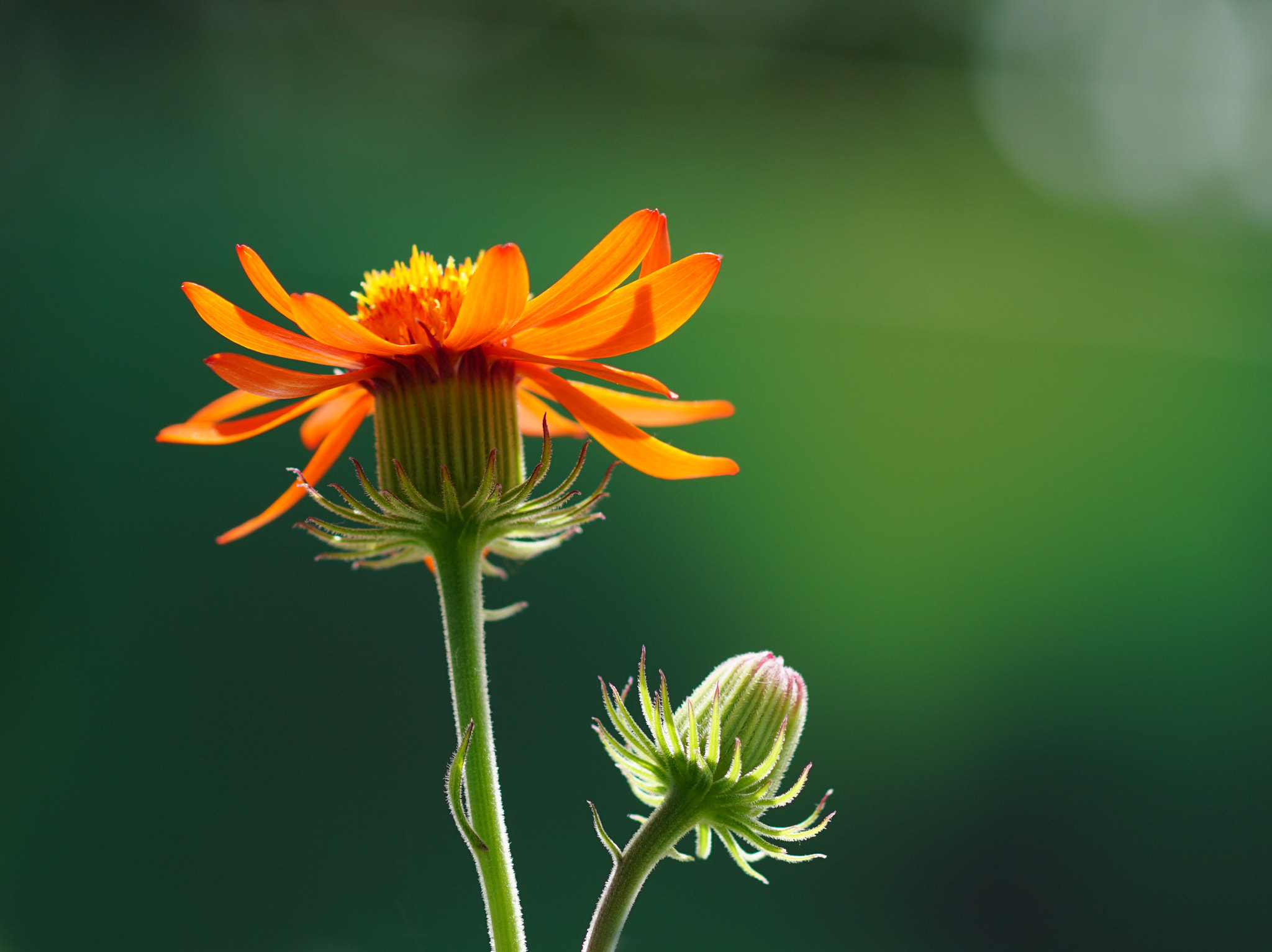 Sony ILCA-77M2 + Tamron SP AF 90mm F2.8 Di Macro sample photo. Welcoming sunlight with open arms.... photography