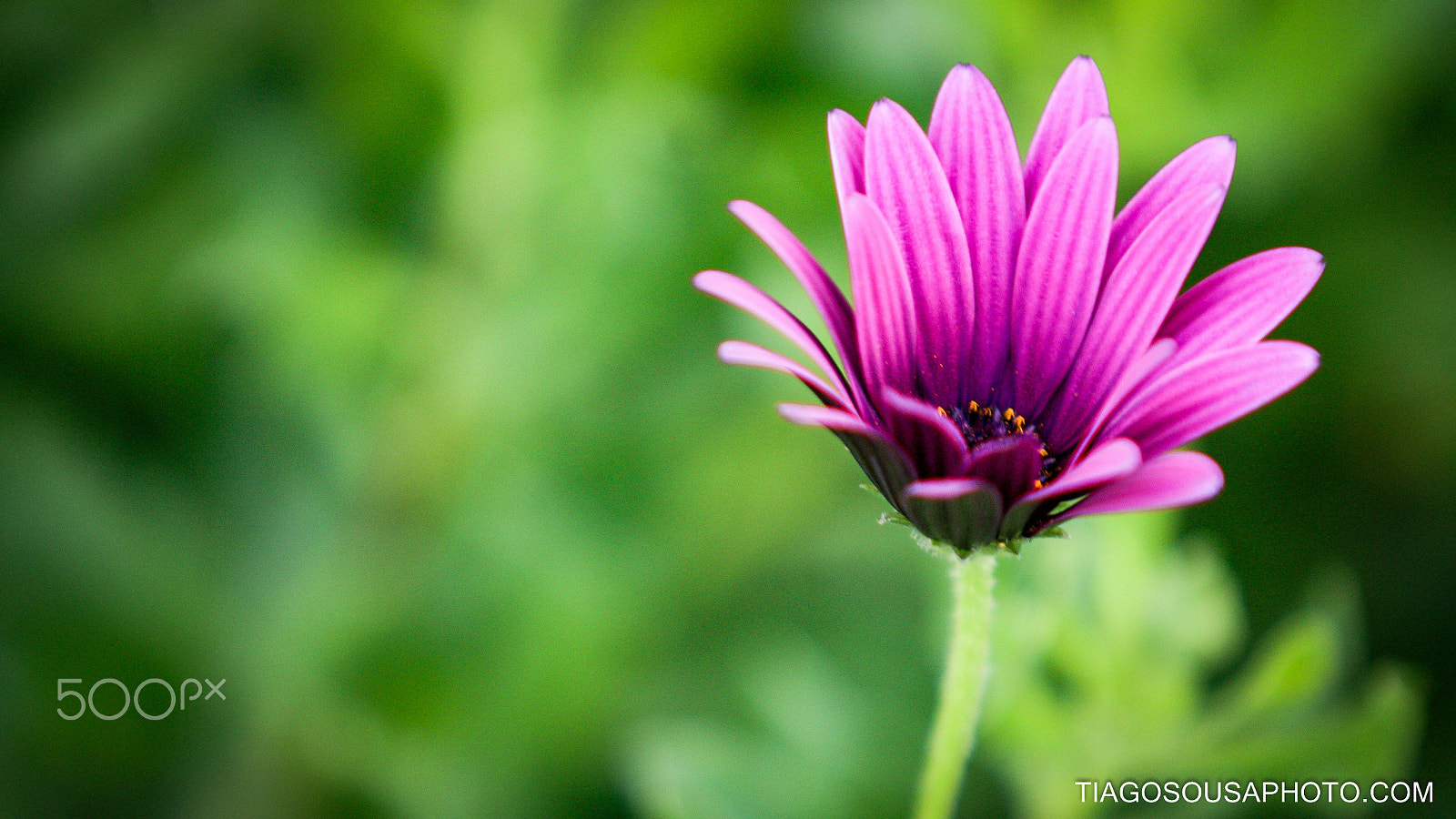 Canon EF 70-200mm F2.8L USM sample photo. Flower photography