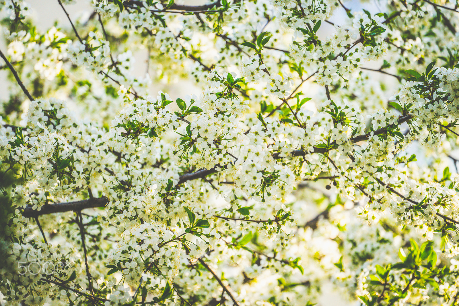 Sony FE 70-300mm F4.5-5.6 G OSS sample photo. Spring attack photography