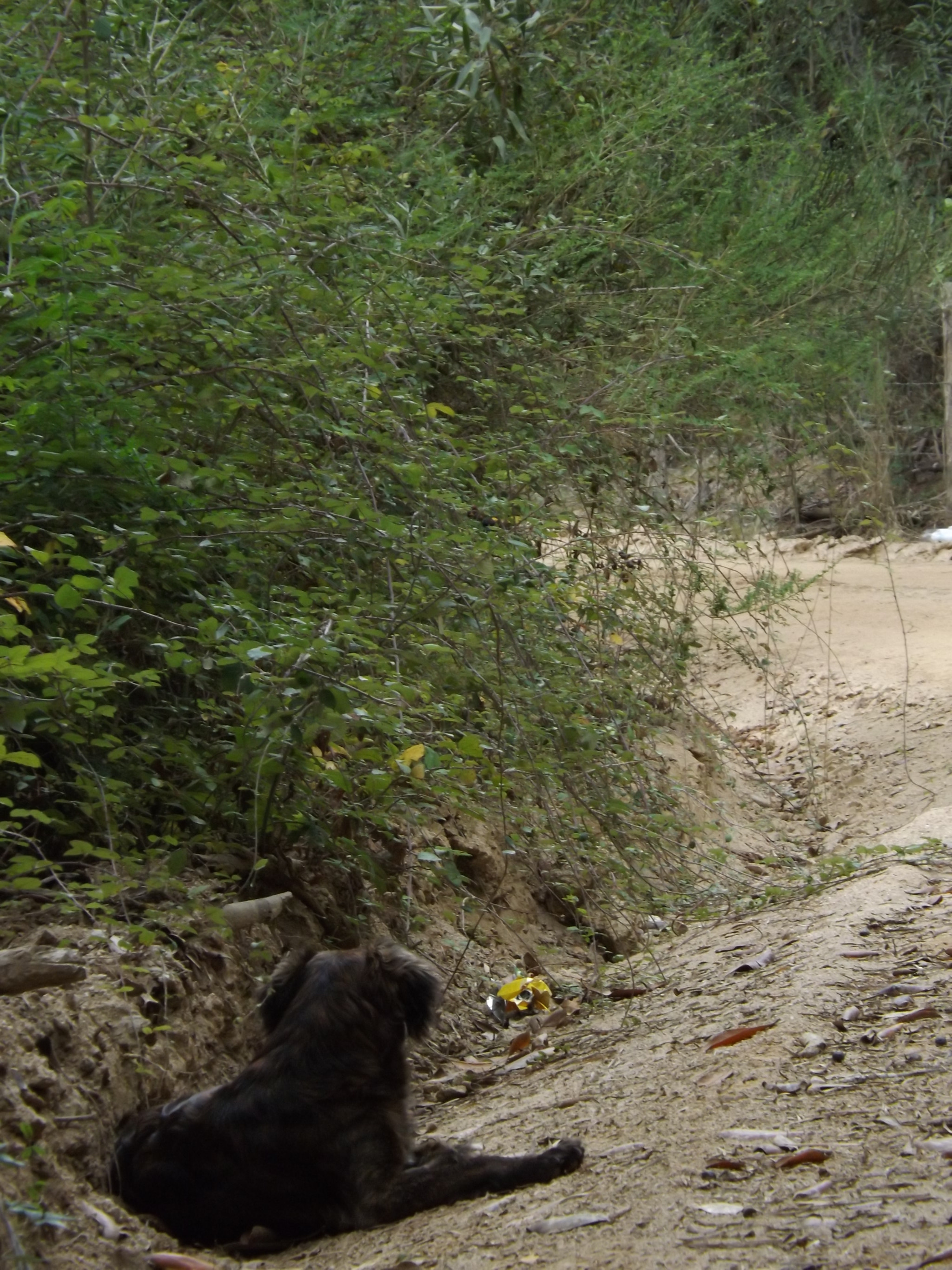 Fujifilm FinePix SL300 sample photo. Perrito agotado photography