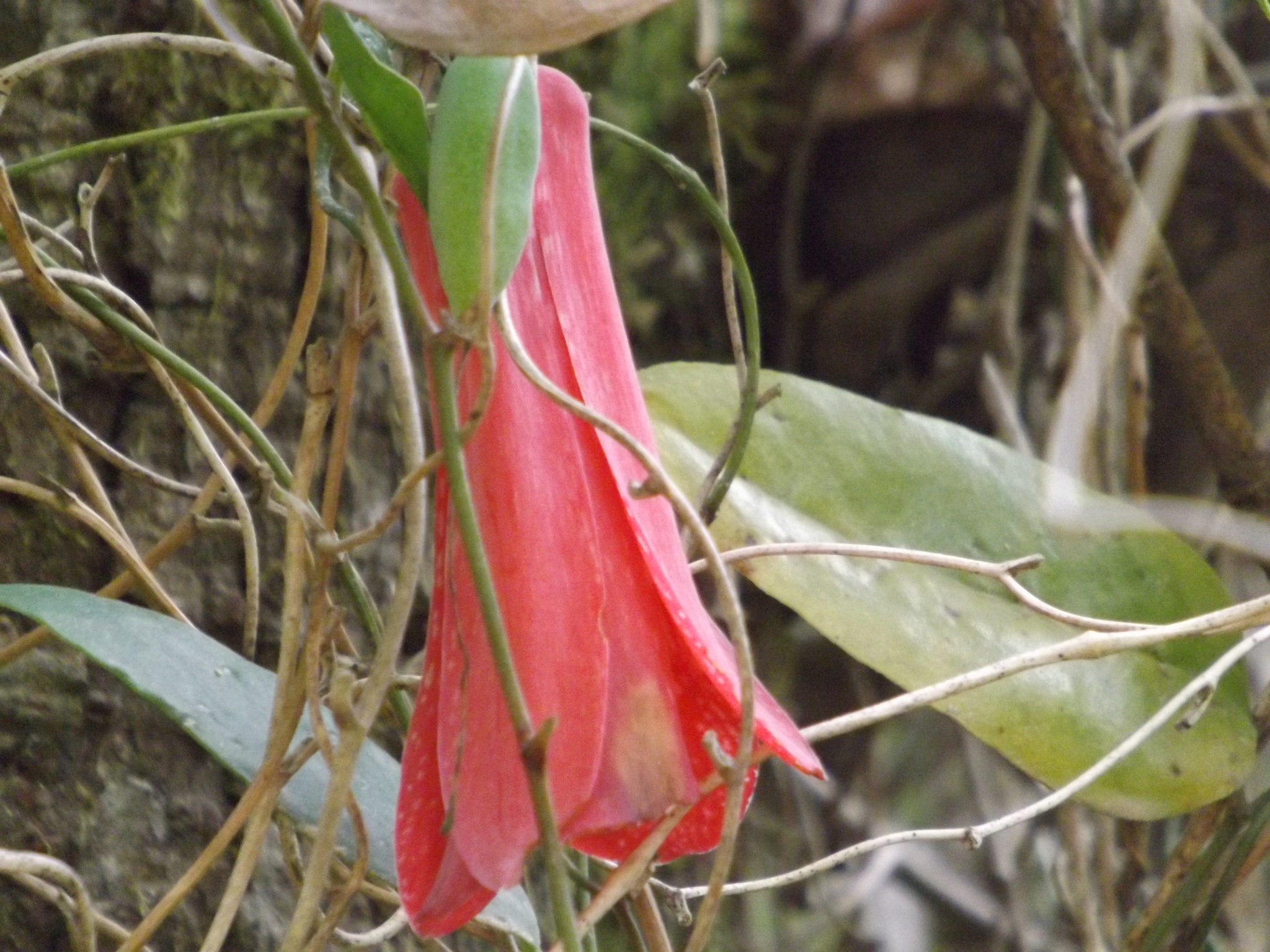 Fujifilm FinePix SL300 sample photo. Enredados photography