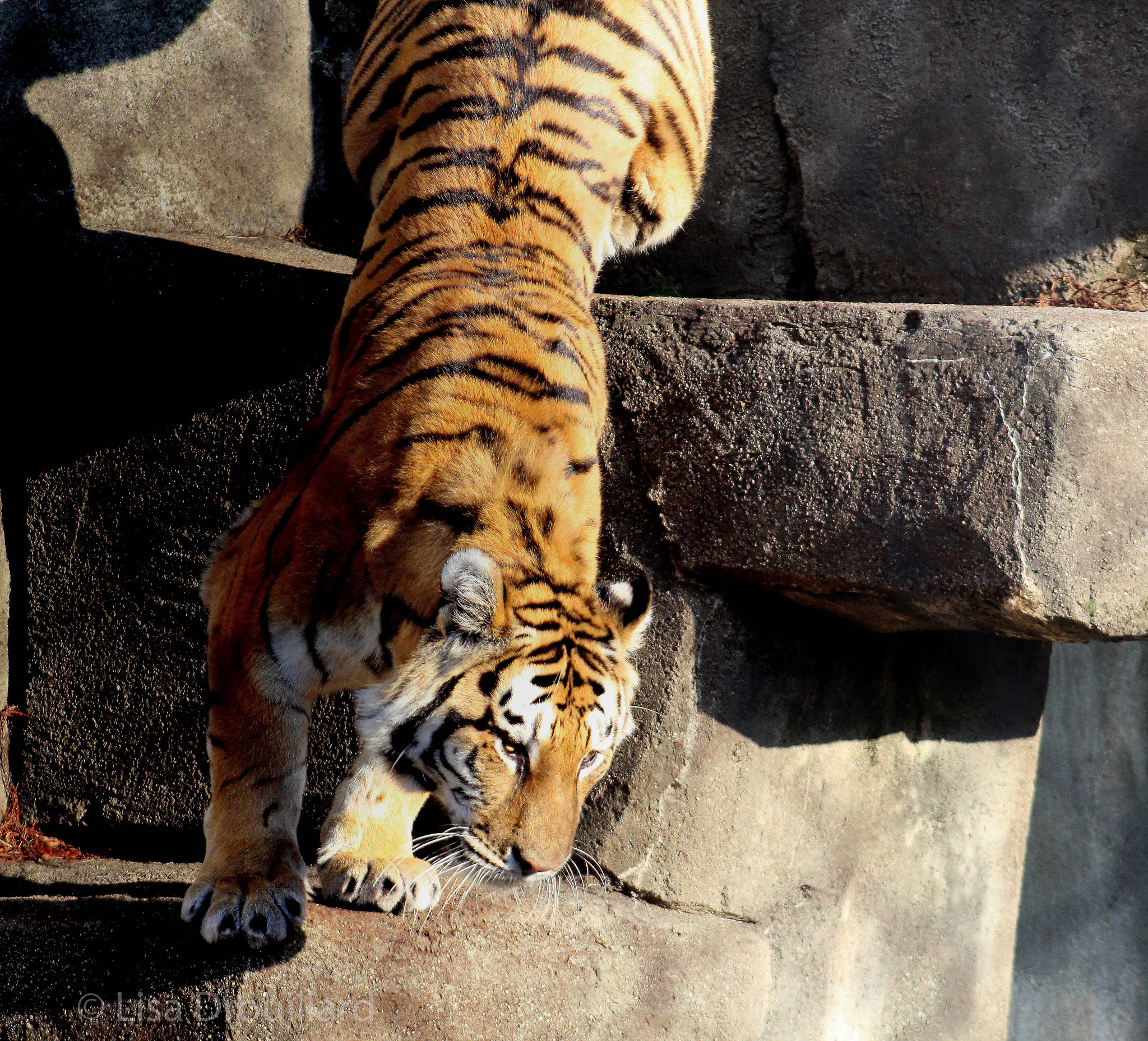 Canon EOS 1200D (EOS Rebel T5 / EOS Kiss X70 / EOS Hi) + EF75-300mm f/4-5.6 sample photo. Tiger photography