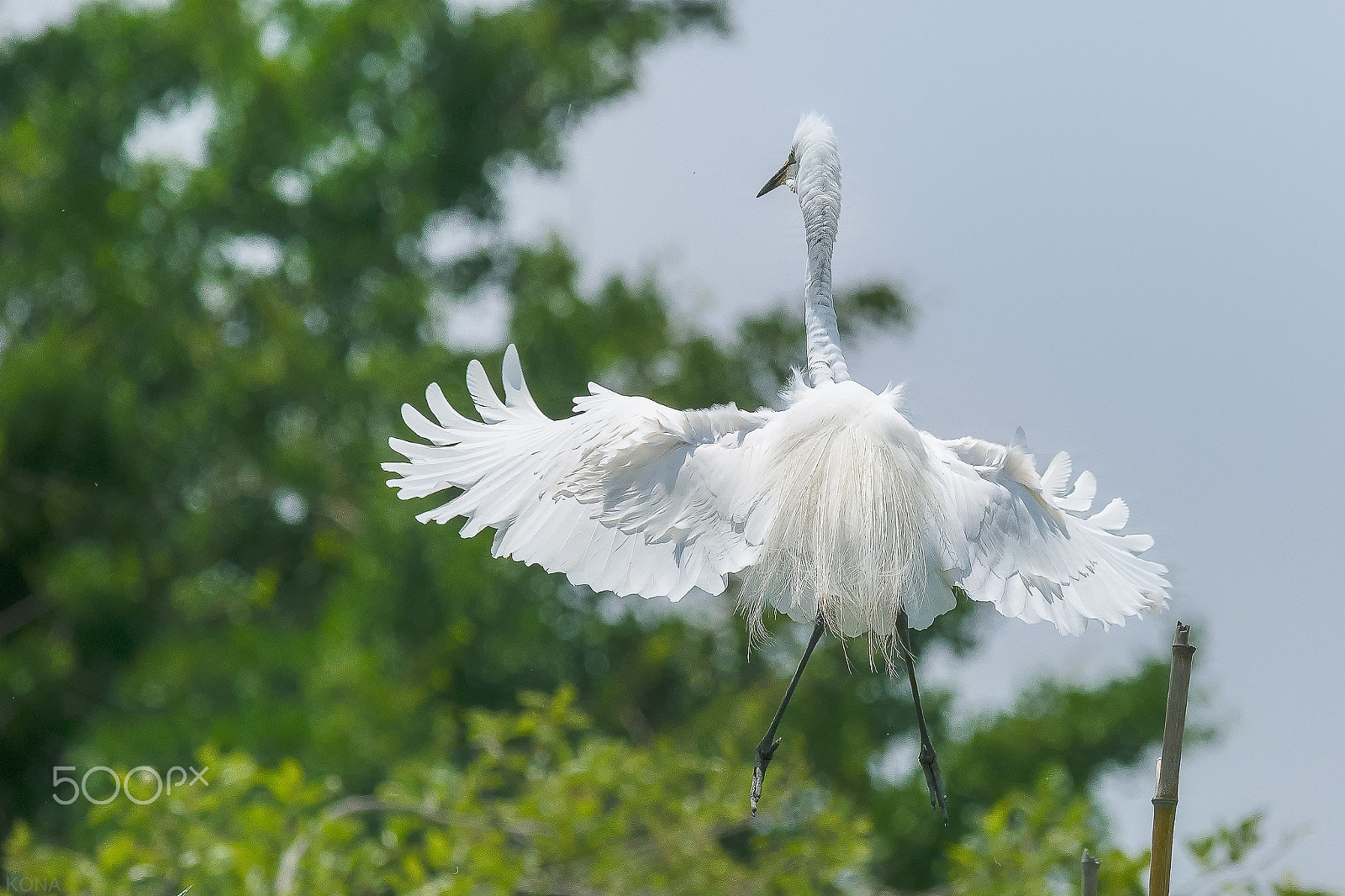 Nikon AF-S Nikkor 400mm F2.8G ED VR II sample photo. Sagi     33439529240.jpg photography