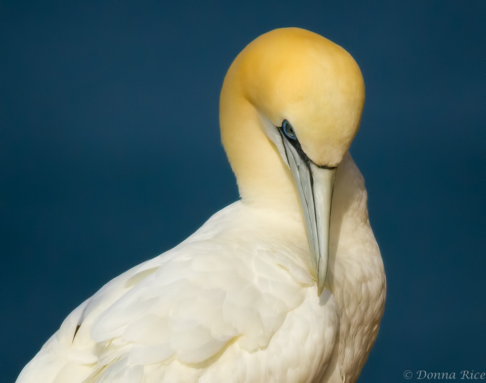 Canon EOS 7D + Canon EF 400mm F5.6L USM sample photo. Gannet portrait photography