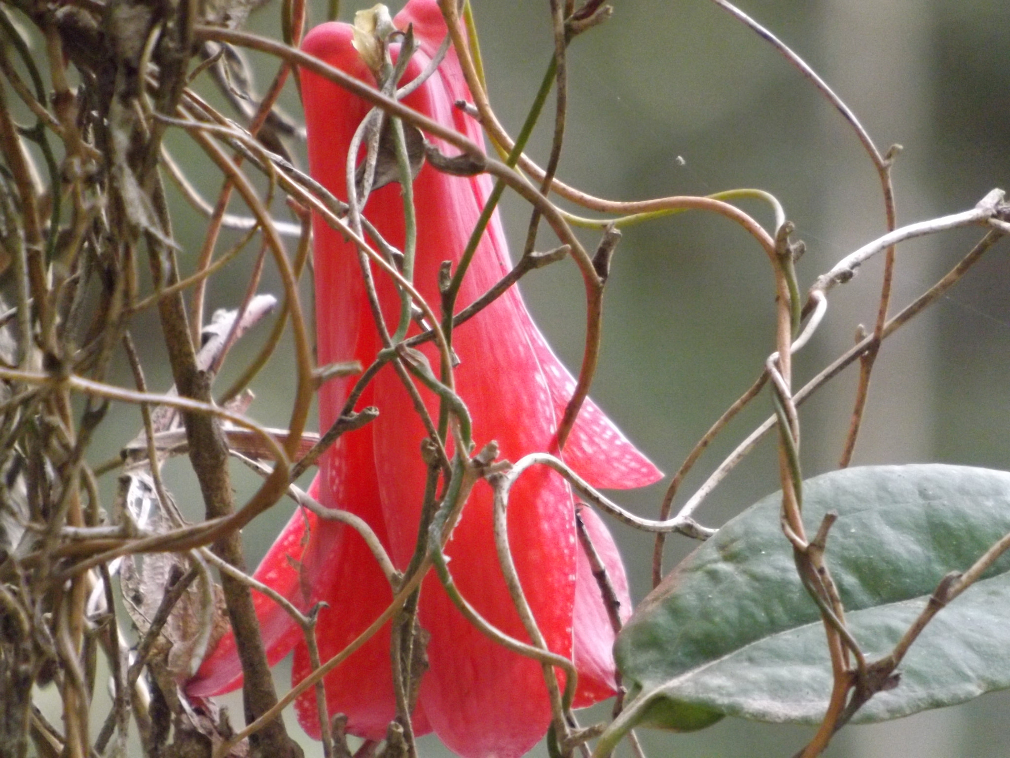 Fujifilm FinePix SL300 sample photo. Belleza photography