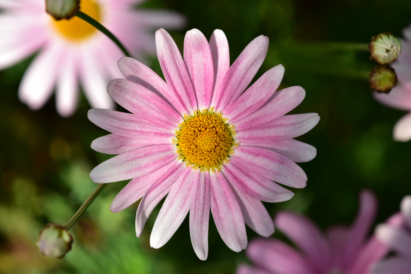 Nikon AF-S DX Micro-Nikkor 85mm F3.5G ED VR sample photo