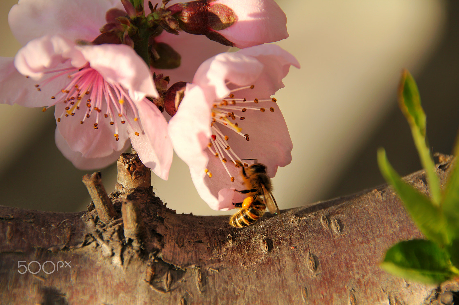 Canon EOS 550D (EOS Rebel T2i / EOS Kiss X4) sample photo. 你的照片 photography
