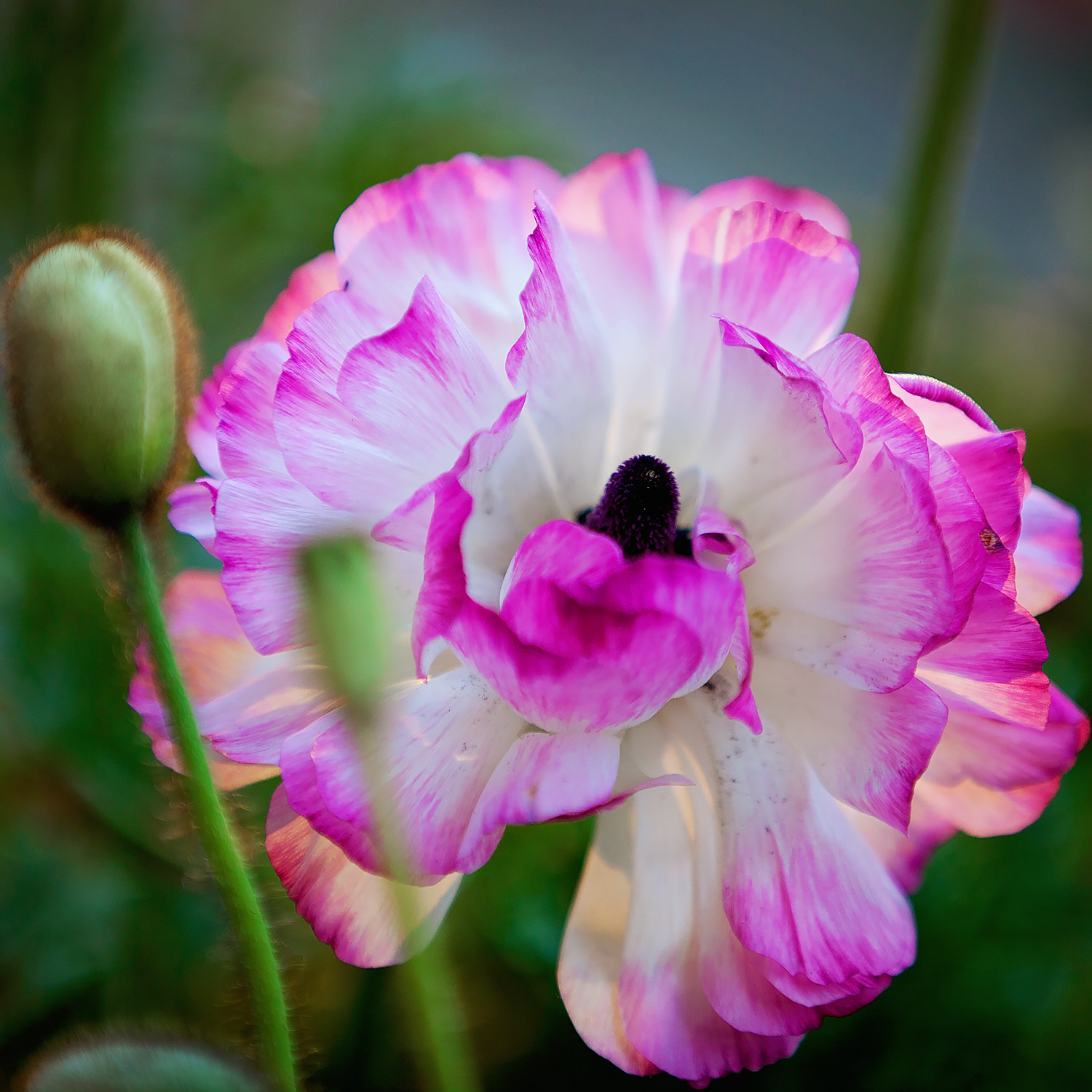 Canon EF 70-200mm F2.8L IS II USM sample photo. *** photography