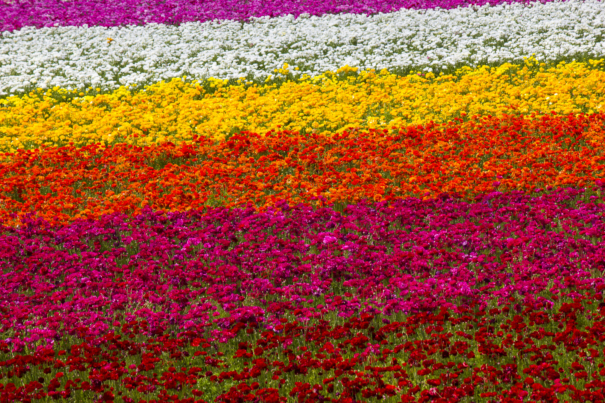 Canon EOS 550D (EOS Rebel T2i / EOS Kiss X4) sample photo. Rows of colorful flowers blooming photography
