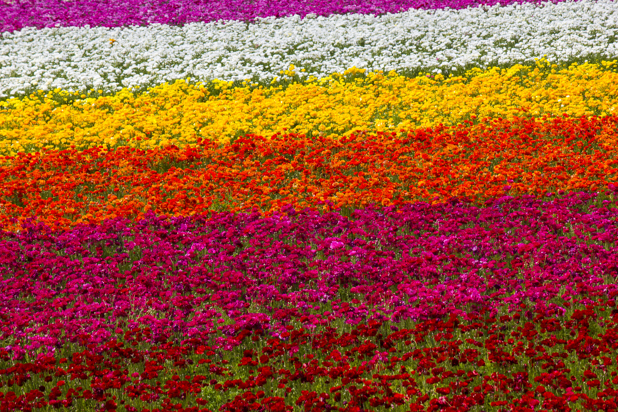 Canon EF-S 55-250mm F4-5.6 IS sample photo. Rows of colorful flowers blooming photography
