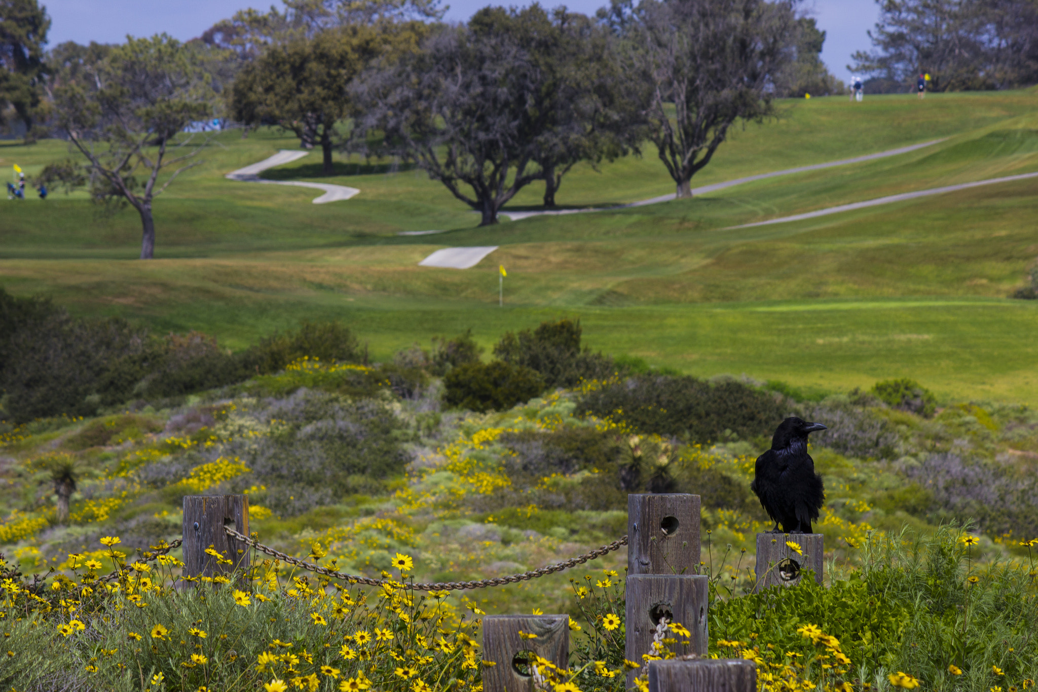 Canon EF-S 55-250mm F4-5.6 IS sample photo. Raven blackbird sitting on a post with landscape photography