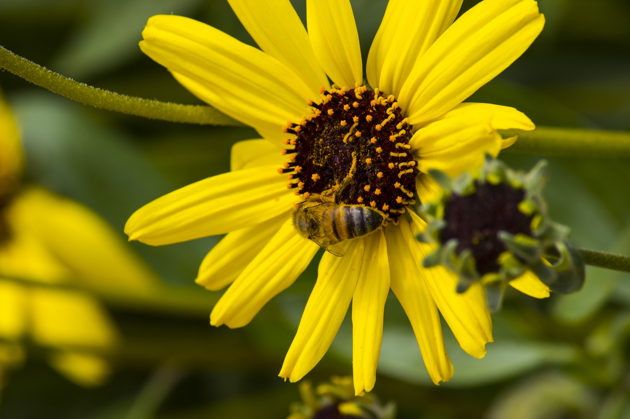 Canon EOS 550D (EOS Rebel T2i / EOS Kiss X4) sample photo. Close up of bee on a daisy photography